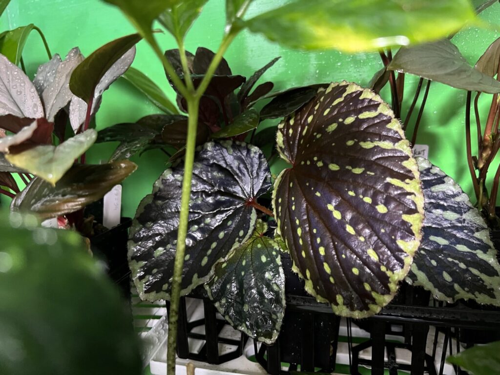 Begonia promethea (syn.beccarii) Bau Sarawak - KZT PLANTS STORE