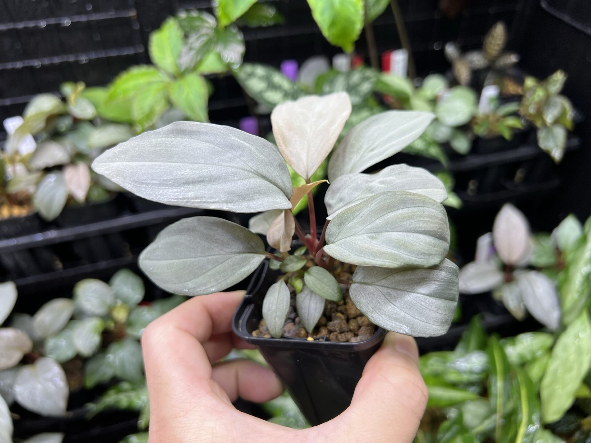 ホマロメナspプラチナベルベット Homalomena パルダリウム - 植物/観葉植物