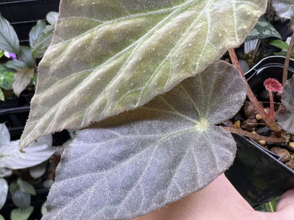 begonia-burkillii-dark-form-kzt-plants-store