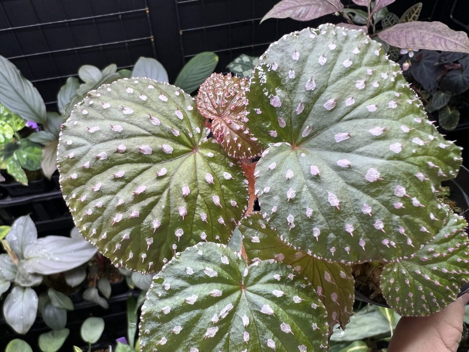 Begonia ocellata Pink spots on round leaves - KZT PLANTS STORE