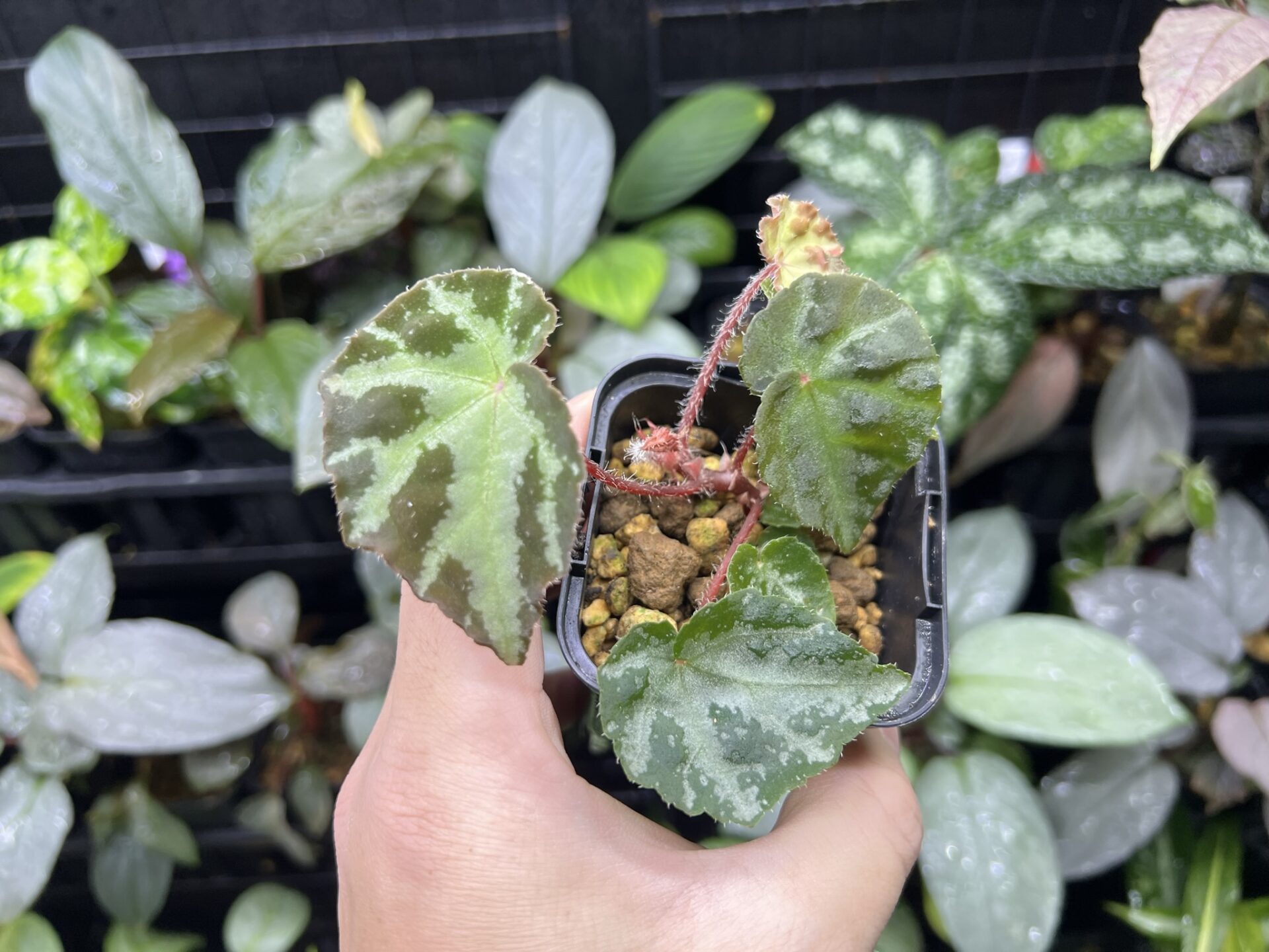 Begonia sp. Lang Son - KZT PLANTS STORE