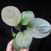 Rooted ! HOMALOMENA HYBRID Rec86 F1