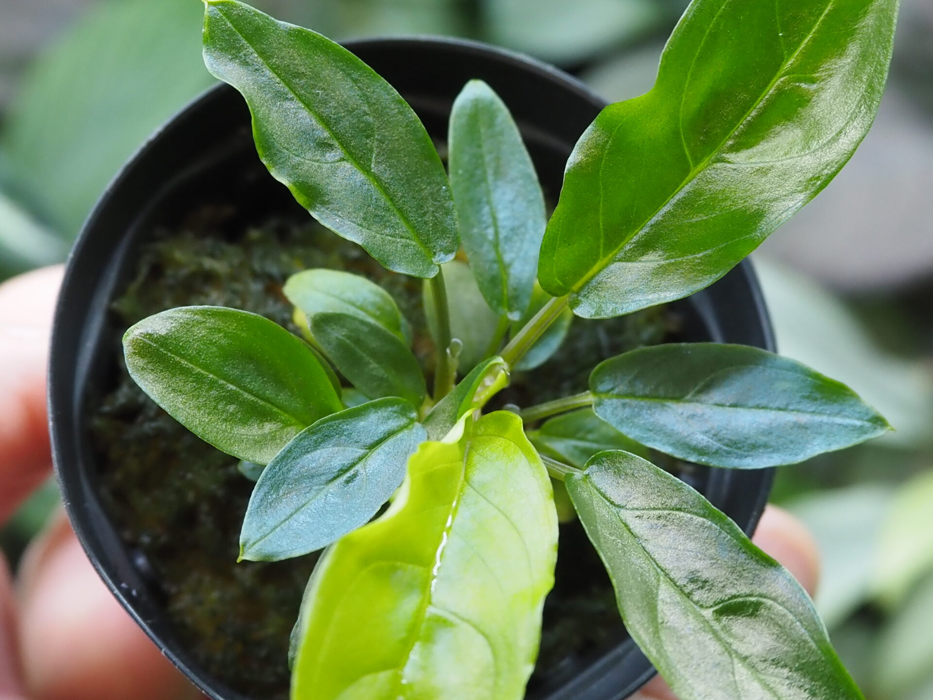 Rooted ! Homalomena sp. Euclase Riau sumatera LA Rec129 F1 Blue Plant